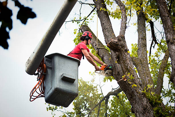 How Our Tree Care Process Works  in Melcher Dallas, IA